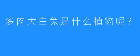 多肉大白兔是什么植物呢？
