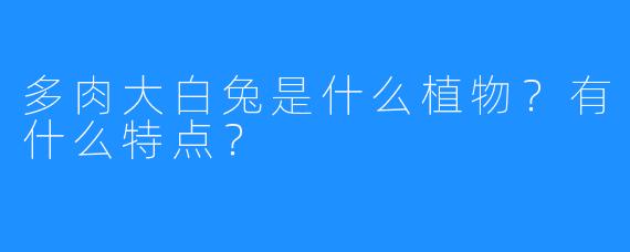 多肉大白兔是什么植物?有什么特点?